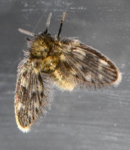 Pneumia sp.